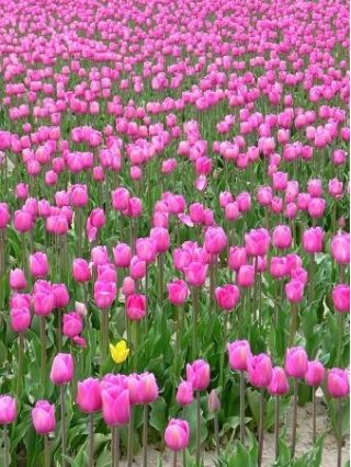 Tulipa Pink Diamond - Tulip Pink Diamond - 5 lampu