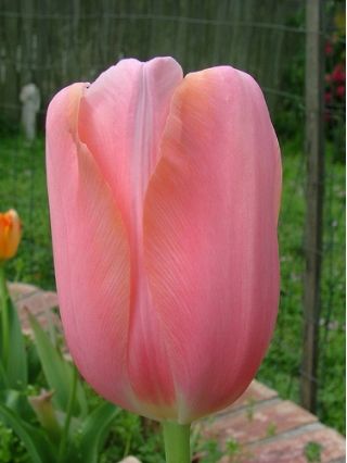 Tulpansläktet Menton - paket med 5 stycken - Tulipa Menton