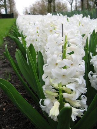 Hyacint - Carnegie - pakket van 3 stuks -  Hyacinthus orientalis