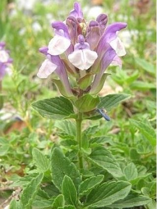 Alpine Skullcap bercampur benih - Scutellaria alpina - 110 biji