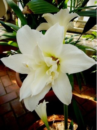 Ridderstjerner - Jewel - Hippeastrum