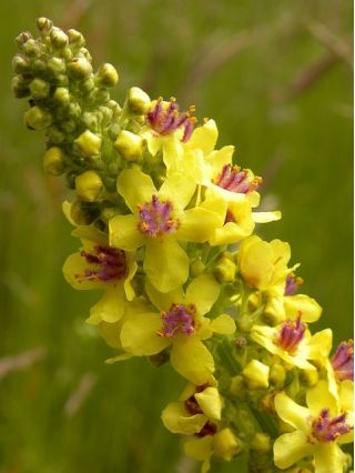 Fleråriga Mullein blandade frön - Verbascum sp. - 700 frön