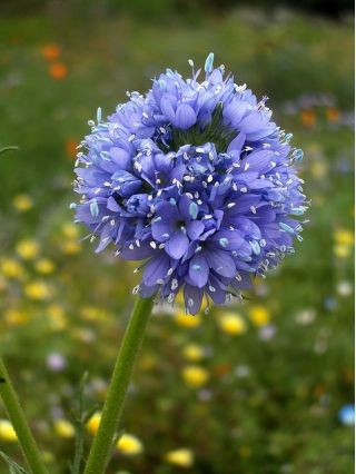 Globe Gilia seeds - Gilia capitata - 950 seeds