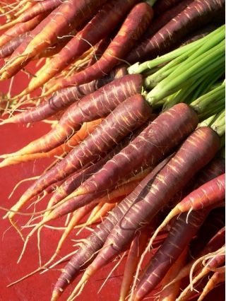 Carrot Deep Purple seeds - Daucus carota var. sativus - 425 seeds