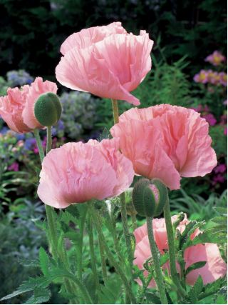 Keleti mák - Helen Elizabeth - Papaver orientale