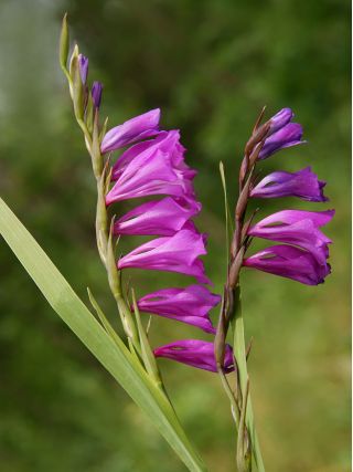 Gladiolus Byzantinus - 10 květinové cibule