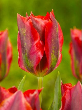 Tulipa Hollywood - pacote de 5 peças