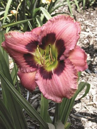 Daylily Always Afternoon