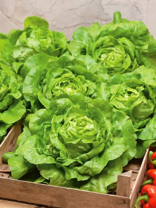 Rastlinjaka "Safir" - zimski pridelek - 450 semen - Lactuca sativa L. var. Capitata - semena