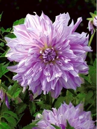 Dahlia Mom's Special