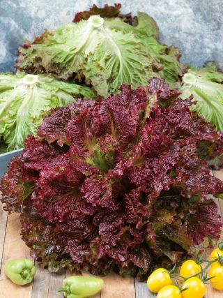 עלי חסה אדומים "רוזלה" - Lactuca sativa var. foliosa  - זרעים