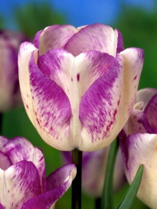Tulip 'Shirley' - large package - 50 pcs
