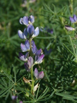 Bittere Schmalblättrige Lupine 'Karo' - 10 kg; Schmalblättrige Lupine, Blaulupine - 