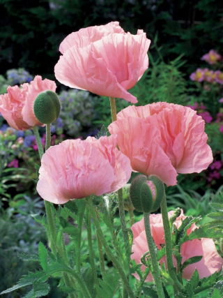 Papaver, Poppy Helen Elisabeth - stort paket! - 10 st