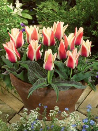 Tulipa Turkish Delight - Tulip Turkish Delight - XXXL pakke 250 stk