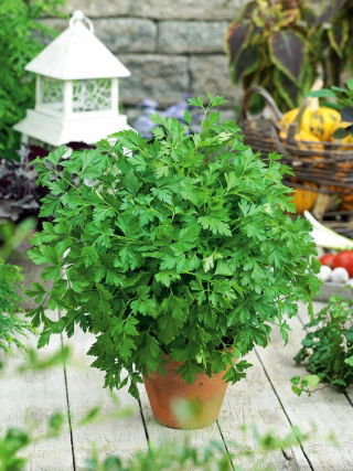 Prezzemolo - Festival 68 - 100 g - Foglie abbondanti per uso fresco e secco - Semi Freschi