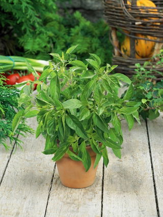Bazsalikom Citromillatú - Ocimum basilicum citriodora - Élénk citrusos íz, amely feldob minden ételt! - Friss vetőmagok