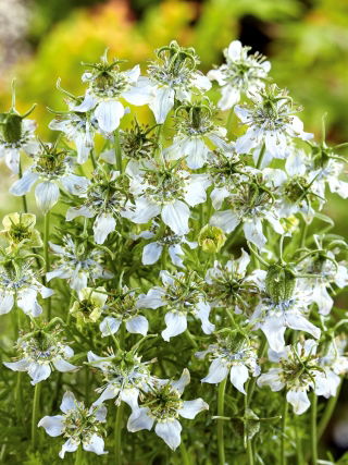 Kerti katicavirág - mézelő növény, ökosémák - Nigella sativa - 1 kg - Méznövény, illatos gyógynövény - Friss vetőmagok