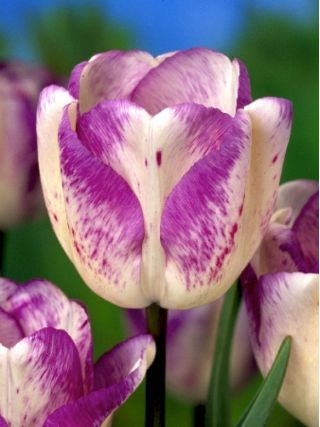 Tulipa Shirley - Tulip Shirley - 5 bulbs