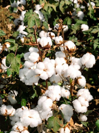 Levant Семена от памук - Gossypium herbaceum - 8 семена - Gossypium L.