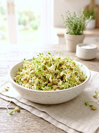BIO Sprouting Seeds - Lentils - Nutritious vitality rich sprouts