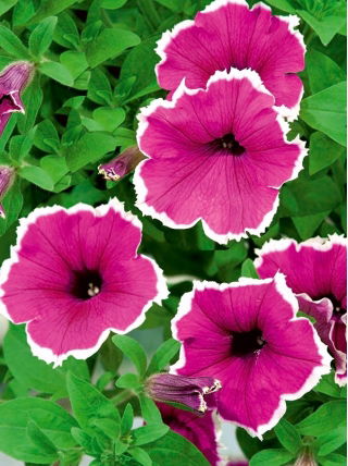 Petunia Iluzja - rosa - Petunia hyb. multiflora nana - semi