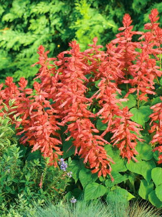 Alegria de jardim - salmão - 84 sementes - Salvia splendens