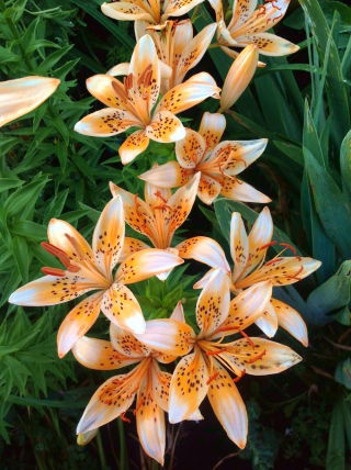 Lys - Orange Electric - Lilium Orange Electric