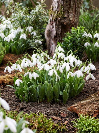 Schneeglöckchen - Mount Everest - Galanthus - Leuchtend reine Blütensterne - Blumenzwiebel - 3 Stück