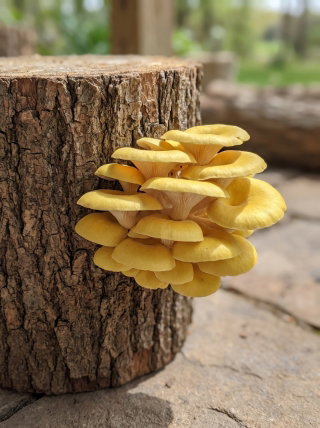 Pleurotus citrinopileatus