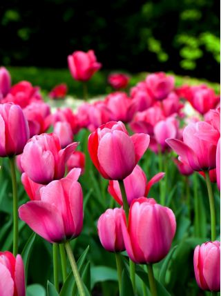 Tulipa Van Eijk - Tulip Van Eijk - 5 bulbs