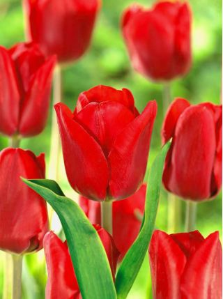 Tulipa Bastogne - Tulip Bastogne - 5 bulbs