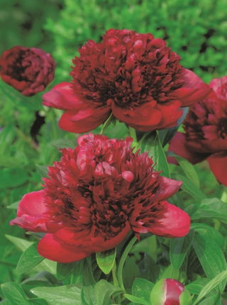 Peony, Paeonia - Red Charm - seedling - large package! - 10 pcs