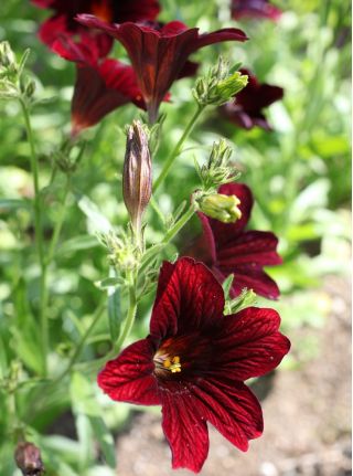 Painted Tongue mixed seeds - Salpiglossis sinuata - 2250 seeds