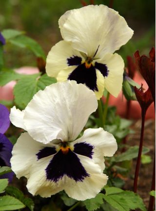 Viola wittrockiana - Silverbride, Silberbrauti - Bianco e Nero - 400 semi - Viola x wittrockiana