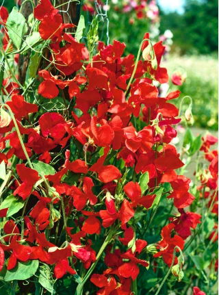 Luktärt - Kenneth - 33 frön - Lathyrus odoratus