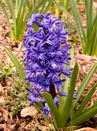 יקינתון כחול פרל - 3 יח ' - Hyacinthus