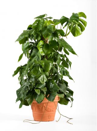 Coconut plant support stake - 32 mm / 60 cm