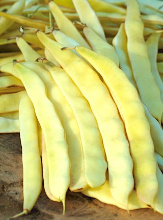 Yellow French bean "Merveille de Venise" - needs staking