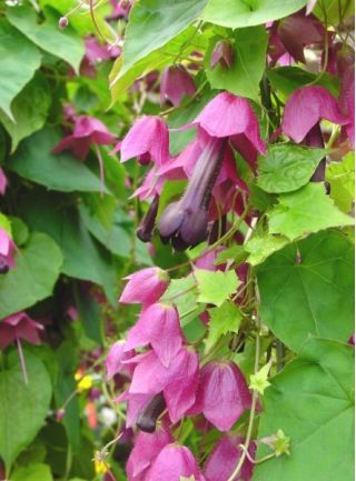 Rodochiton Purple Bell semințe - Rhodochiton atrosanguineus - 6 semințe