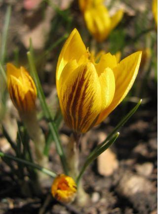Crocus Fuscotinctus  -  10个电洋葱 - Crocus chrysanthus Fuscotinctus