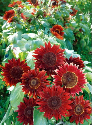 Sunflower - Moulin Rouge - Helianthus annuus - 100 g - Stunning Dark Red Flowers - Fresh Seeds