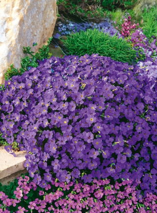 Blåpude - Hendersonii - Aubrieta x hybrida - Mørk violet, forårsfrisk udstråling - Friske frø