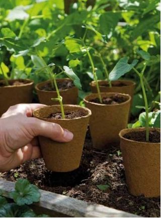 Square peat pots with expanding peat soil - 4x4 cm - 24 pieces
