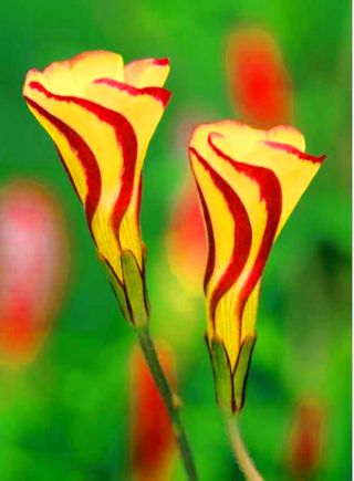 Oxalis, Sauerklee Golden Cape - 2 Zwiebeln