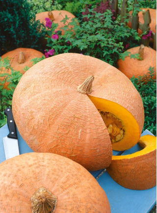 Zucca - Jaune Gros de Paris - Giallo dorato, nutriente - Semi Freschi