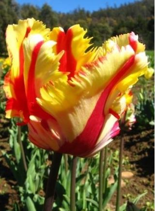 Tulipa Flaming Parrot - Tulip Flaming Parrot - 5 bulbs