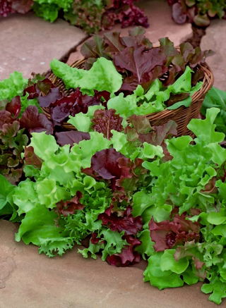Amestec de soiuri de salată verde pentru frunze tăiate - 