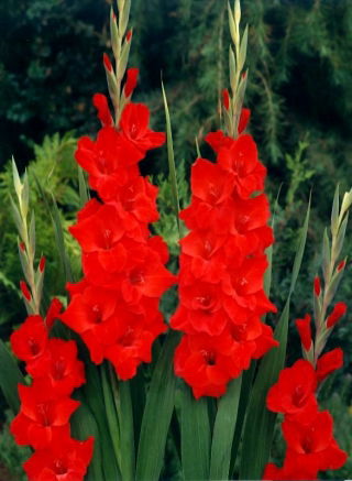 Vuelta gladiolus - large package! - 50 pcs