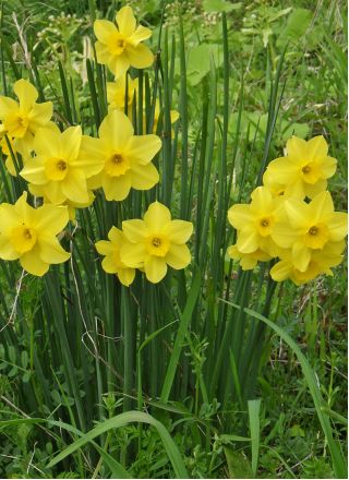 Narcissus Baby Moon - Daffodil Baby Moon - 5 ดวง
